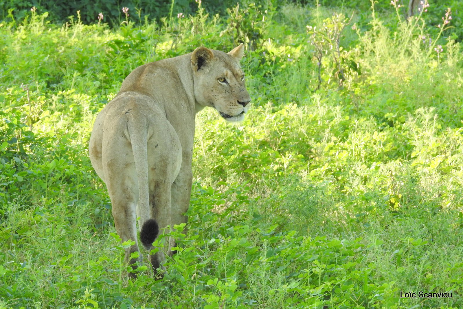 Lionne/Lioness (14)