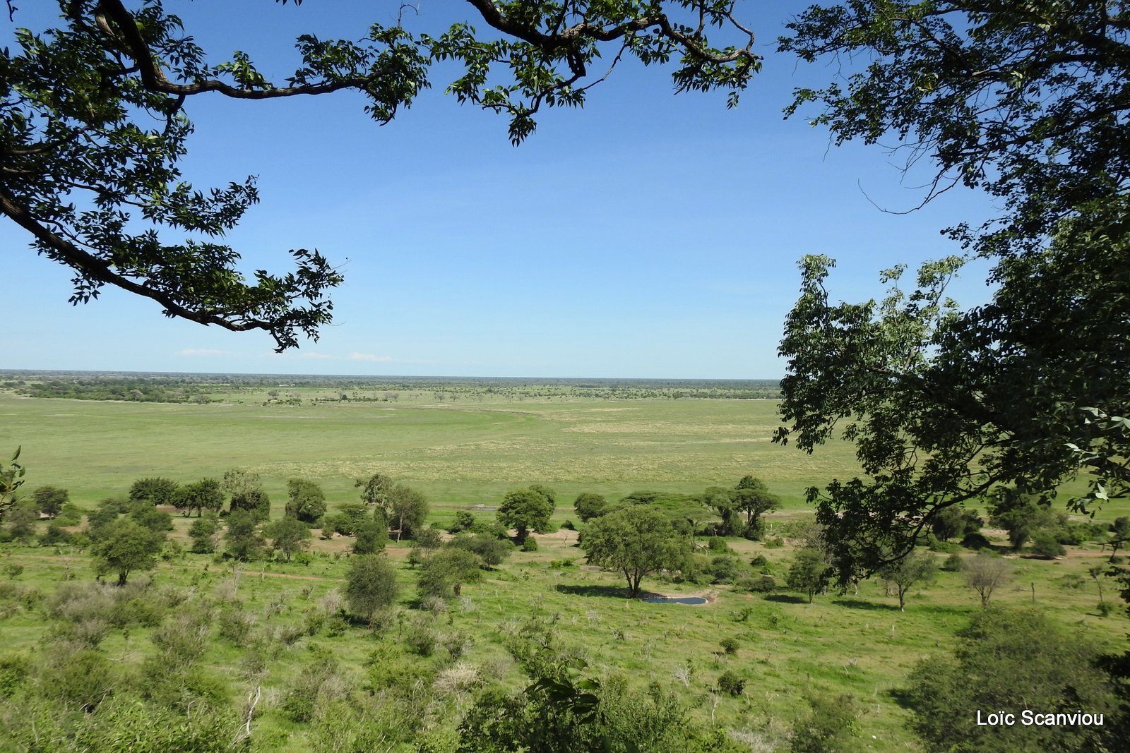 Chobe River Front 2020 (322)