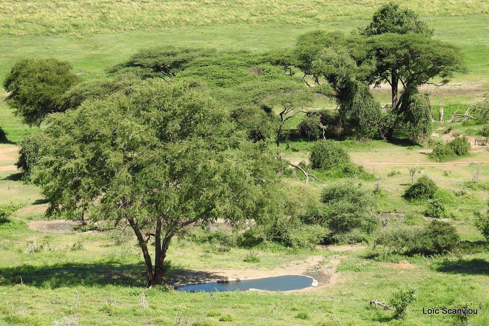 Chobe River Front 2020 (323)