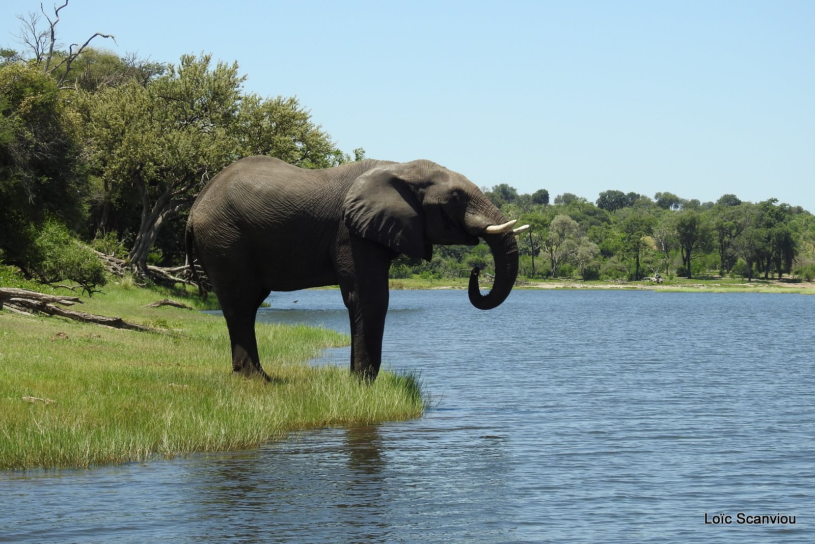 Chobe River Front 2020 (324)