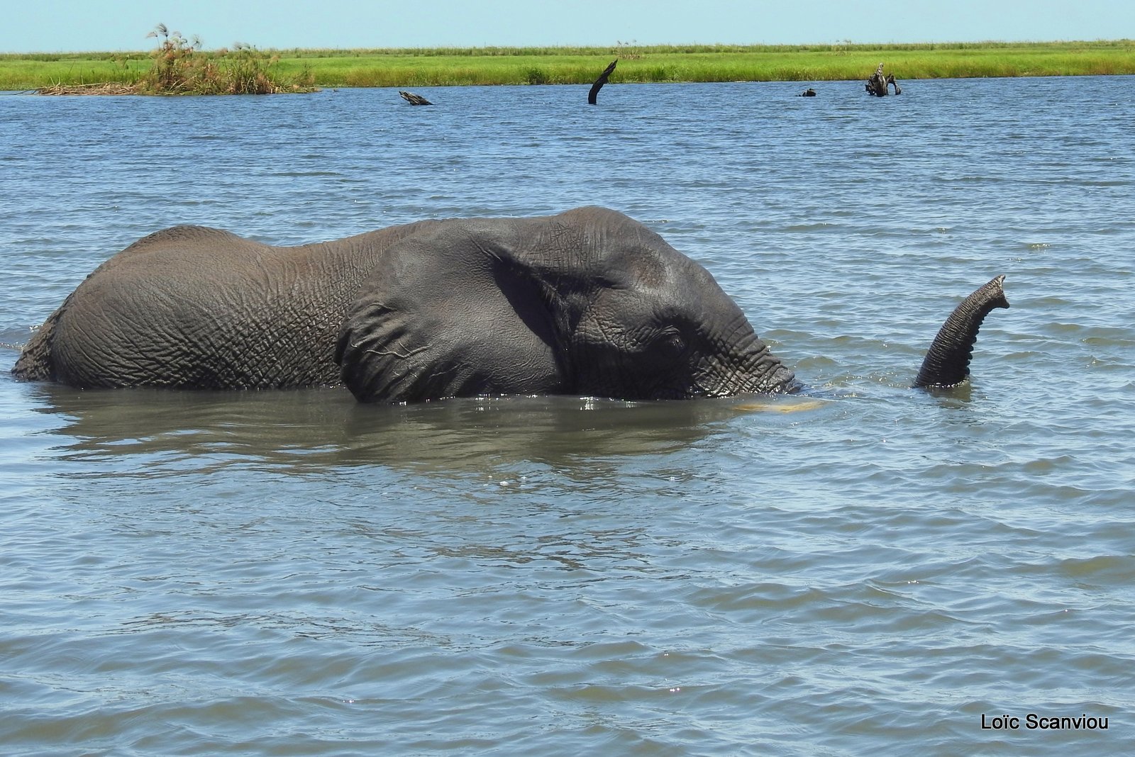 Chobe River Front 2020 (325)