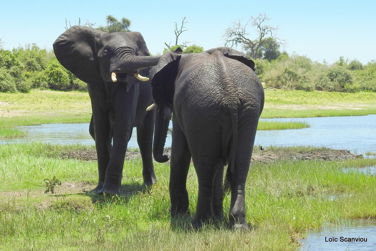 Chobe River Front 2020 (327)