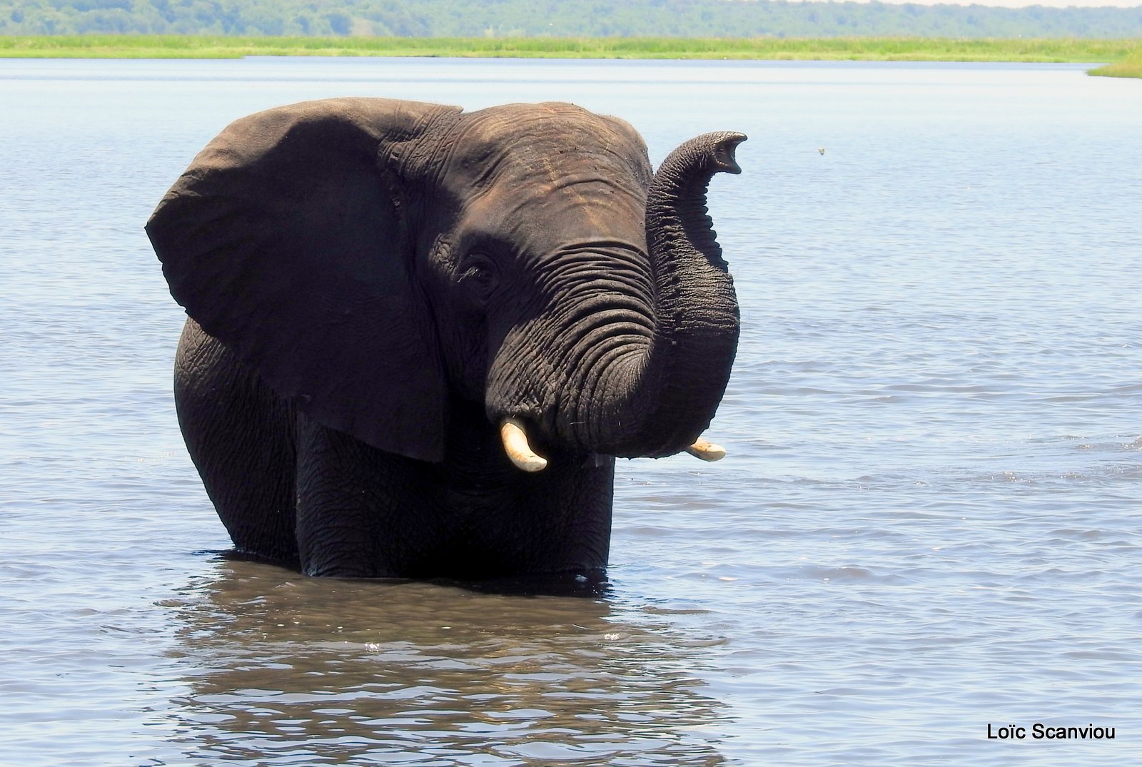 Chobe River Front 2020 (328)