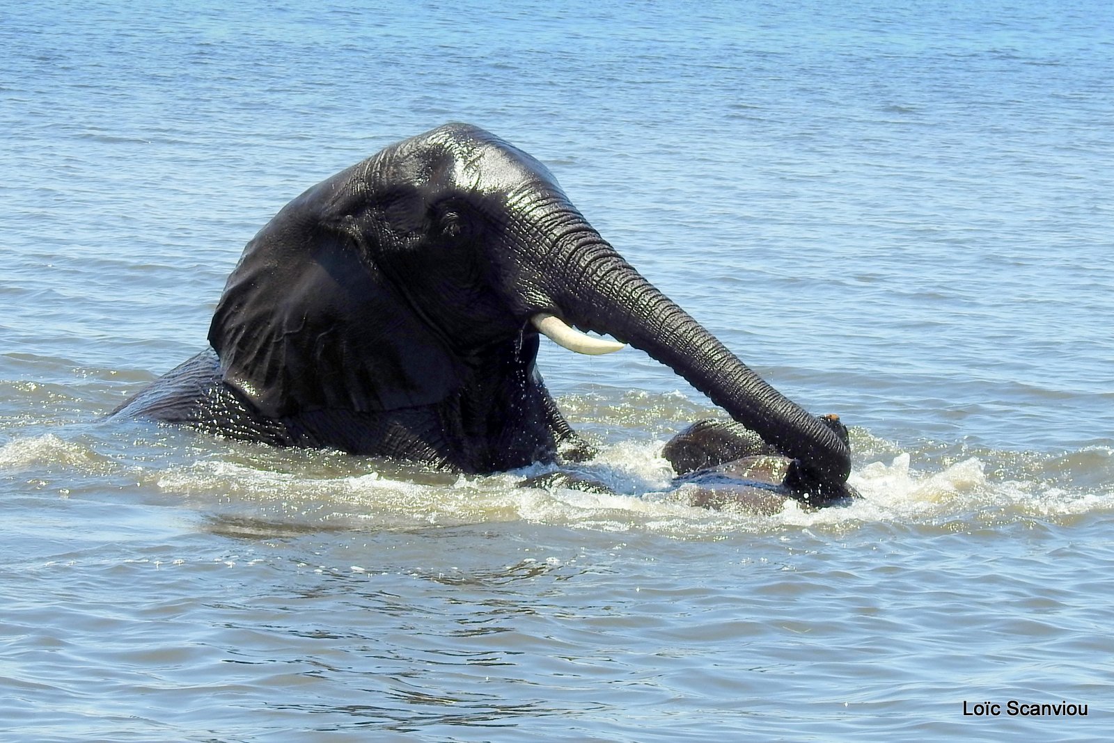 Chobe River Front 2020 (331)