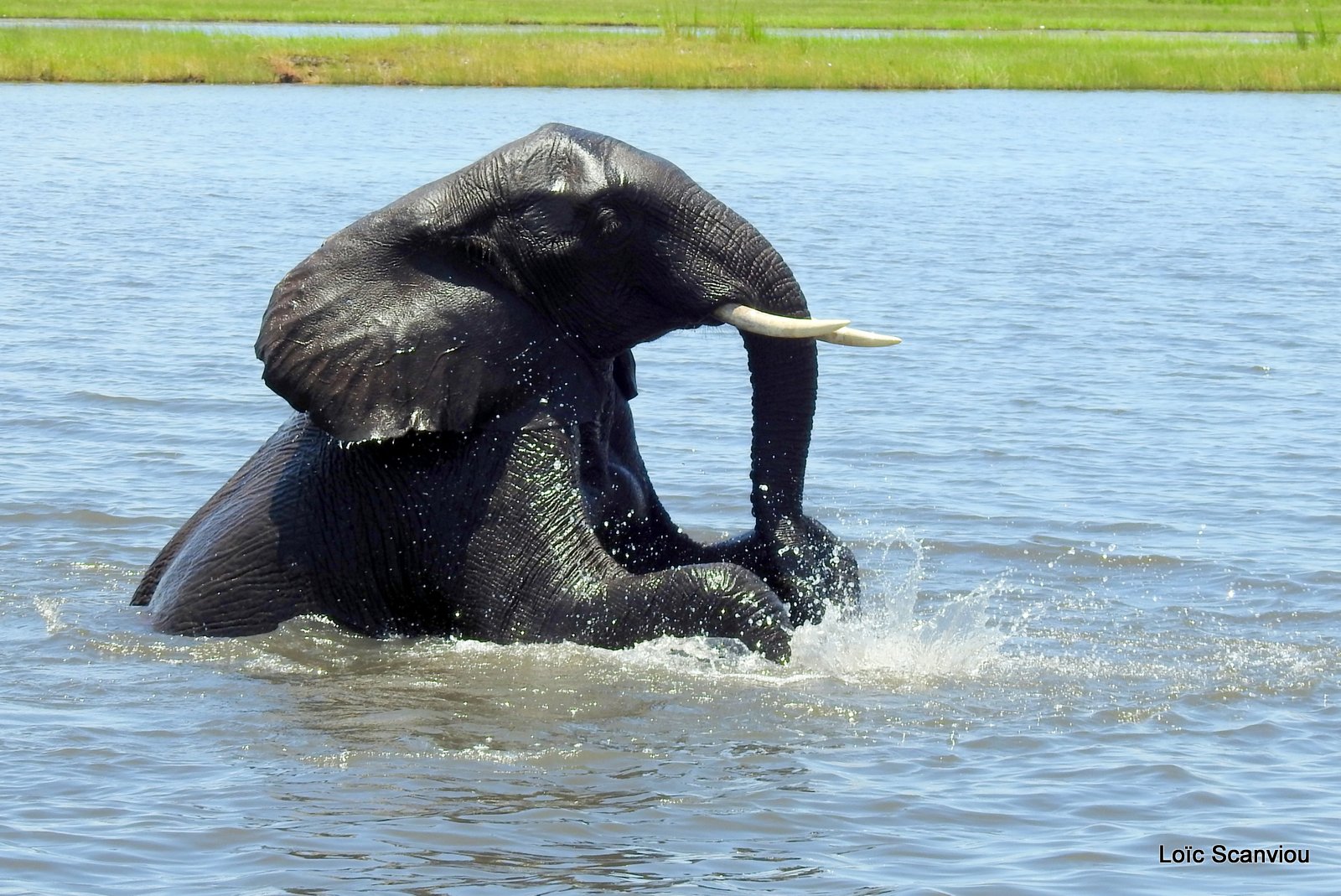 Chobe River Front 2020 (332)