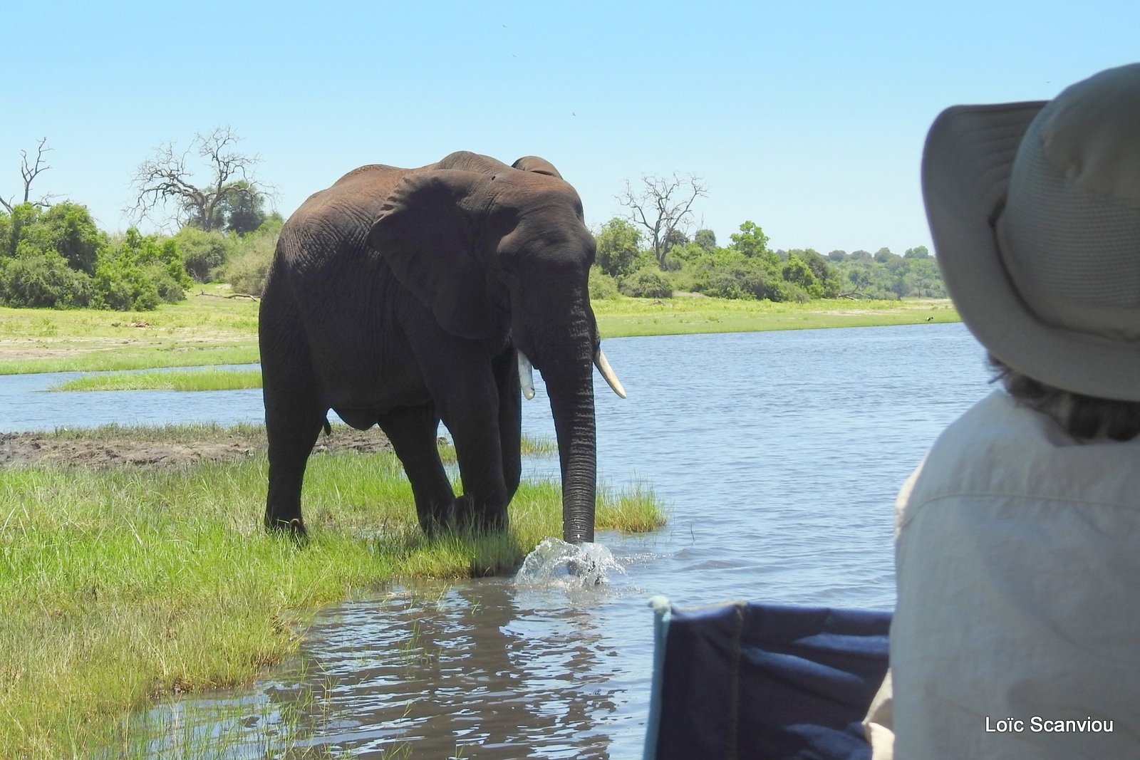 Chobe River Front 2020 (334)
