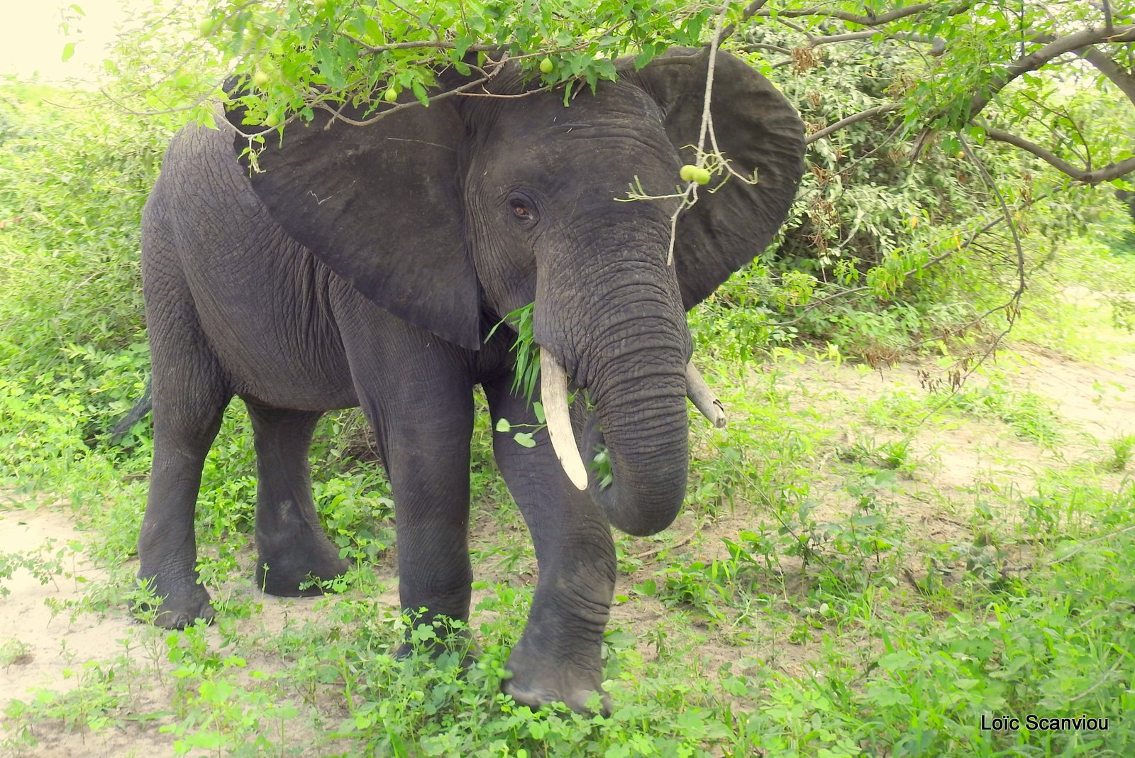 Chobe River Front 2020 (335)
