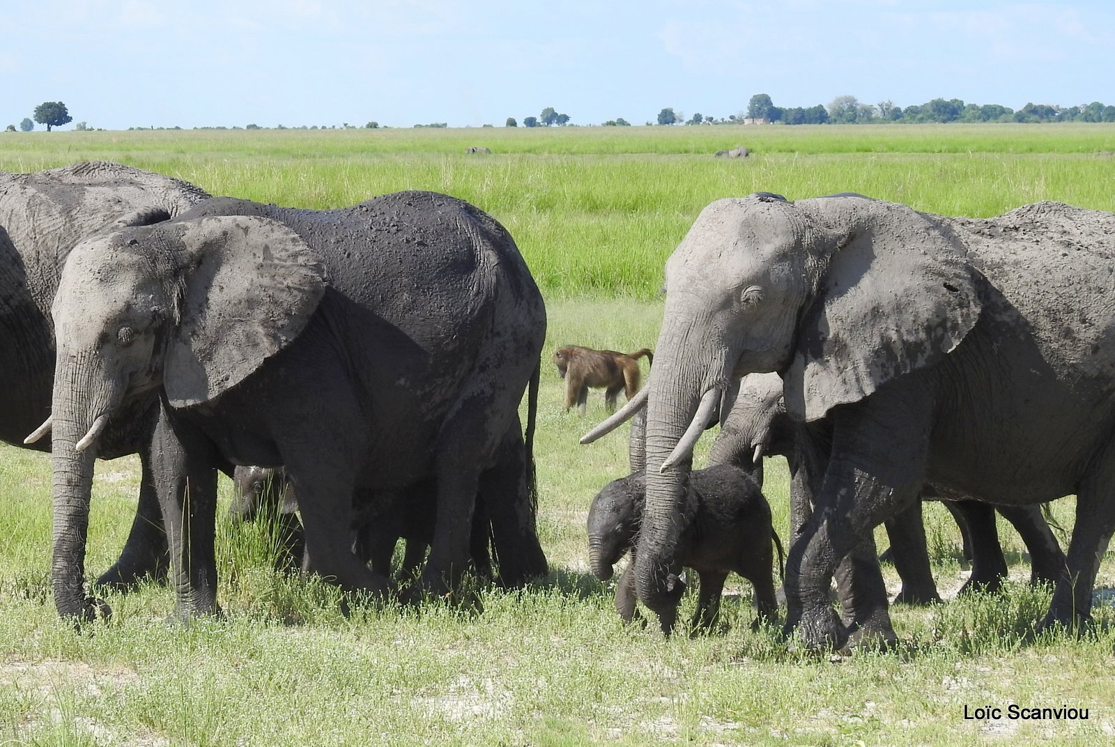 Chobe River Front 2020 (336)