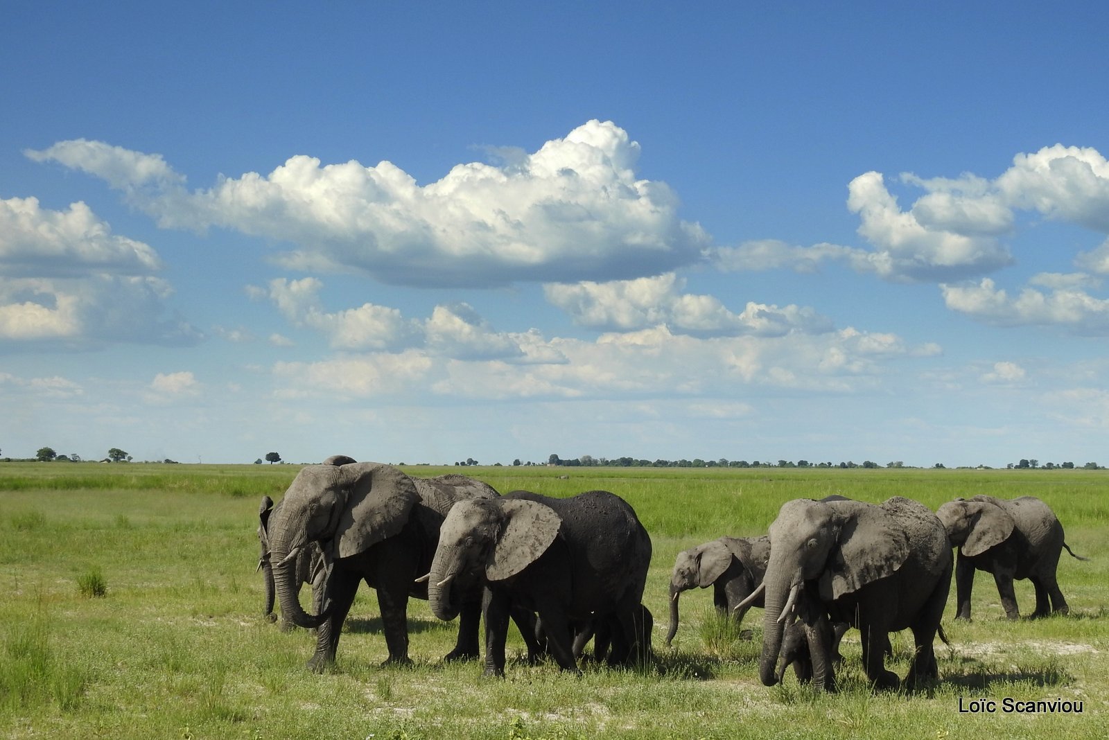 Chobe River Front 2020 (337)