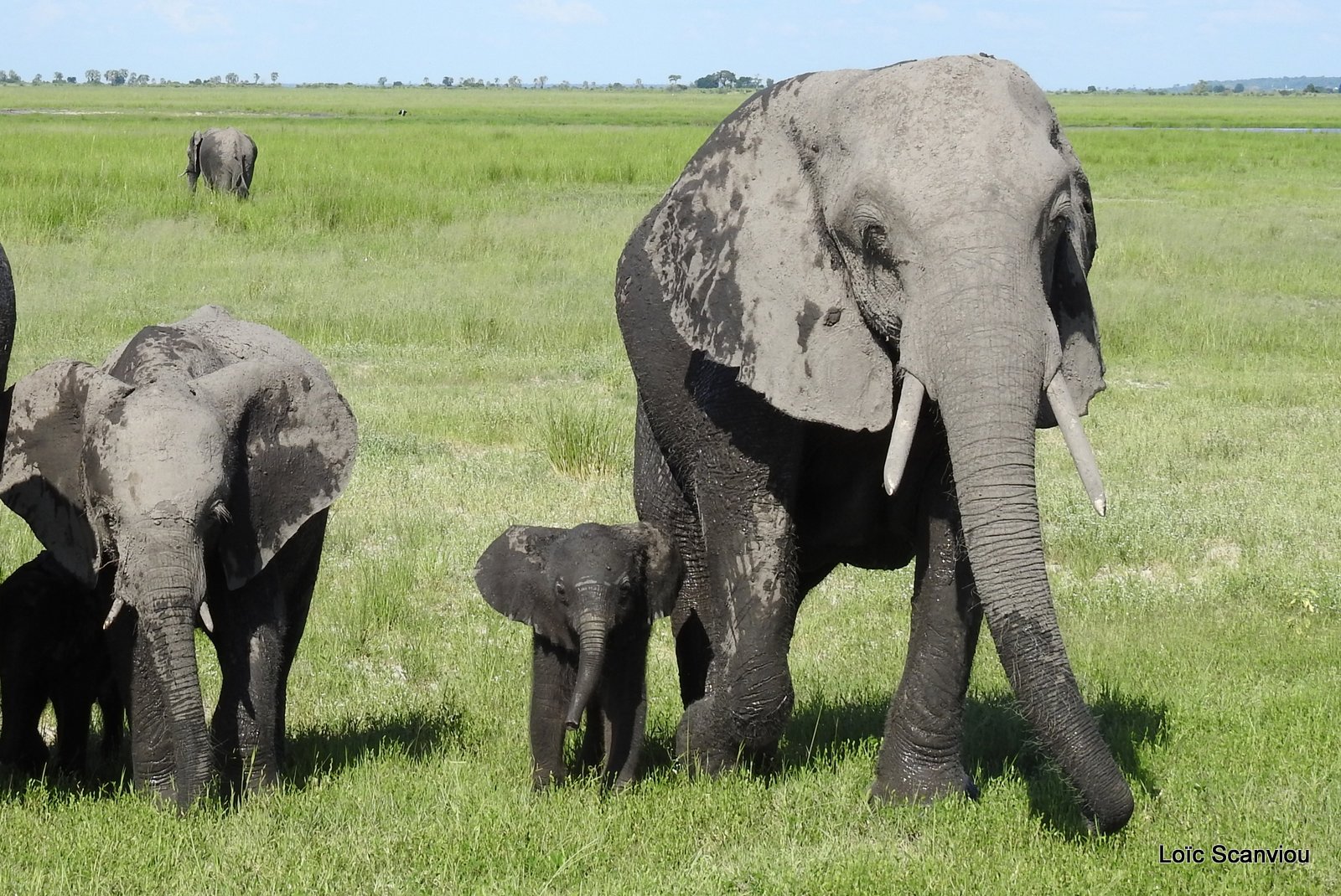 Chobe River Front 2020 (338)