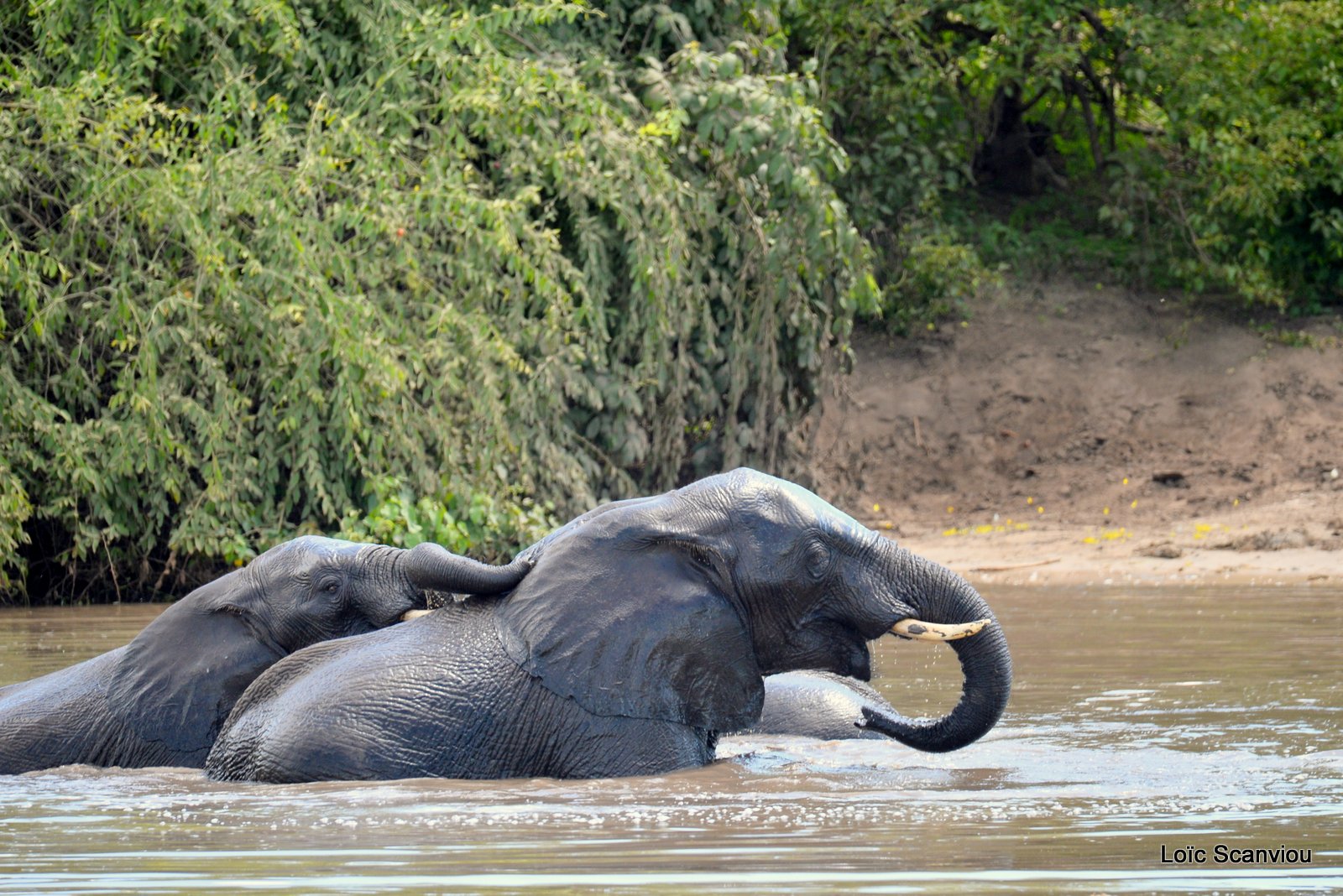 Chobe River Front 2020 (34)
