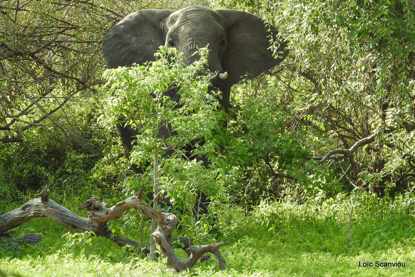 Chobe River Front 2020 (340)