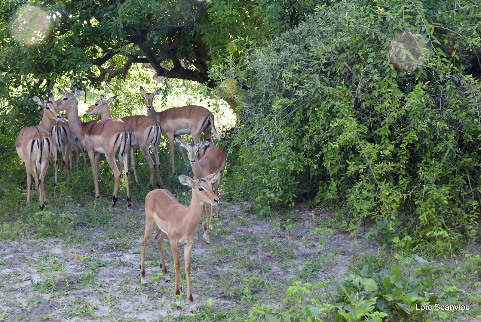 Impala (2)