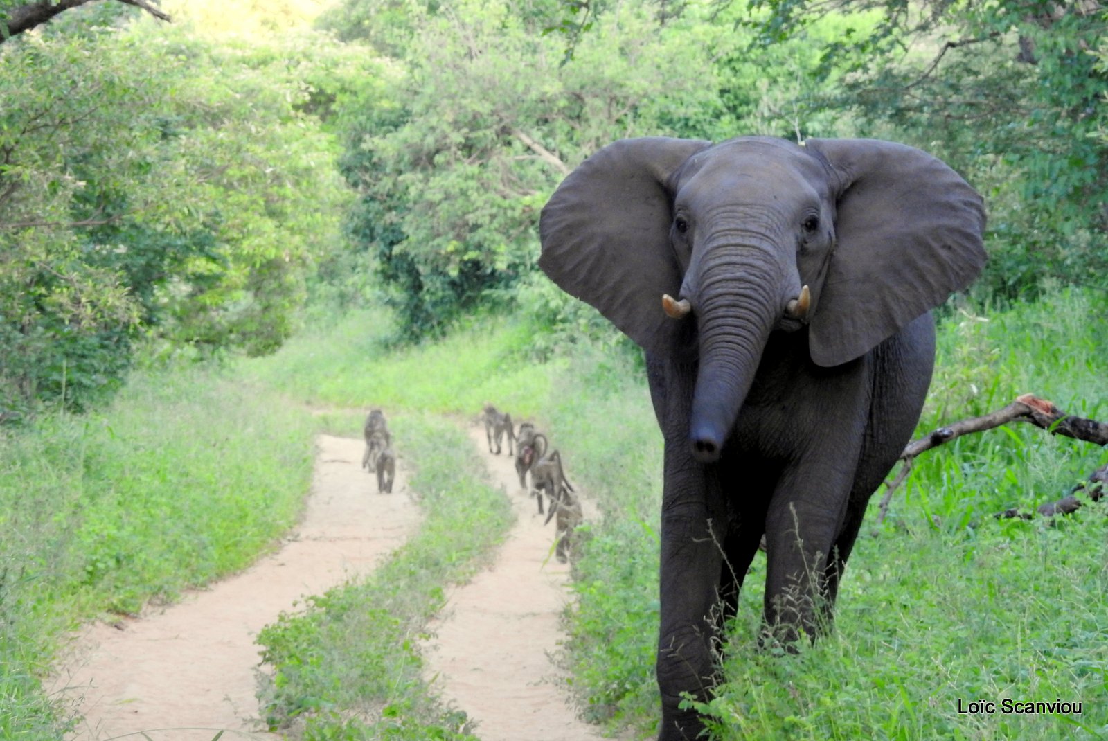 Chobe River Front 2020 (342)