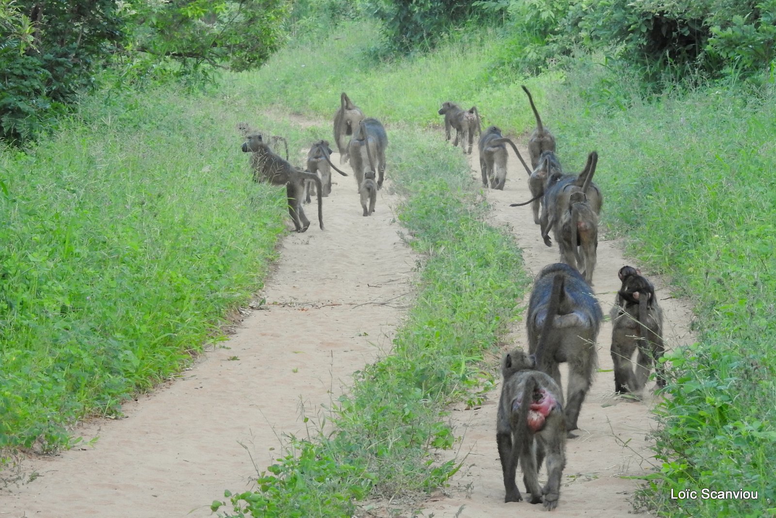 Babouin chacma/Chacma Baboon (16)