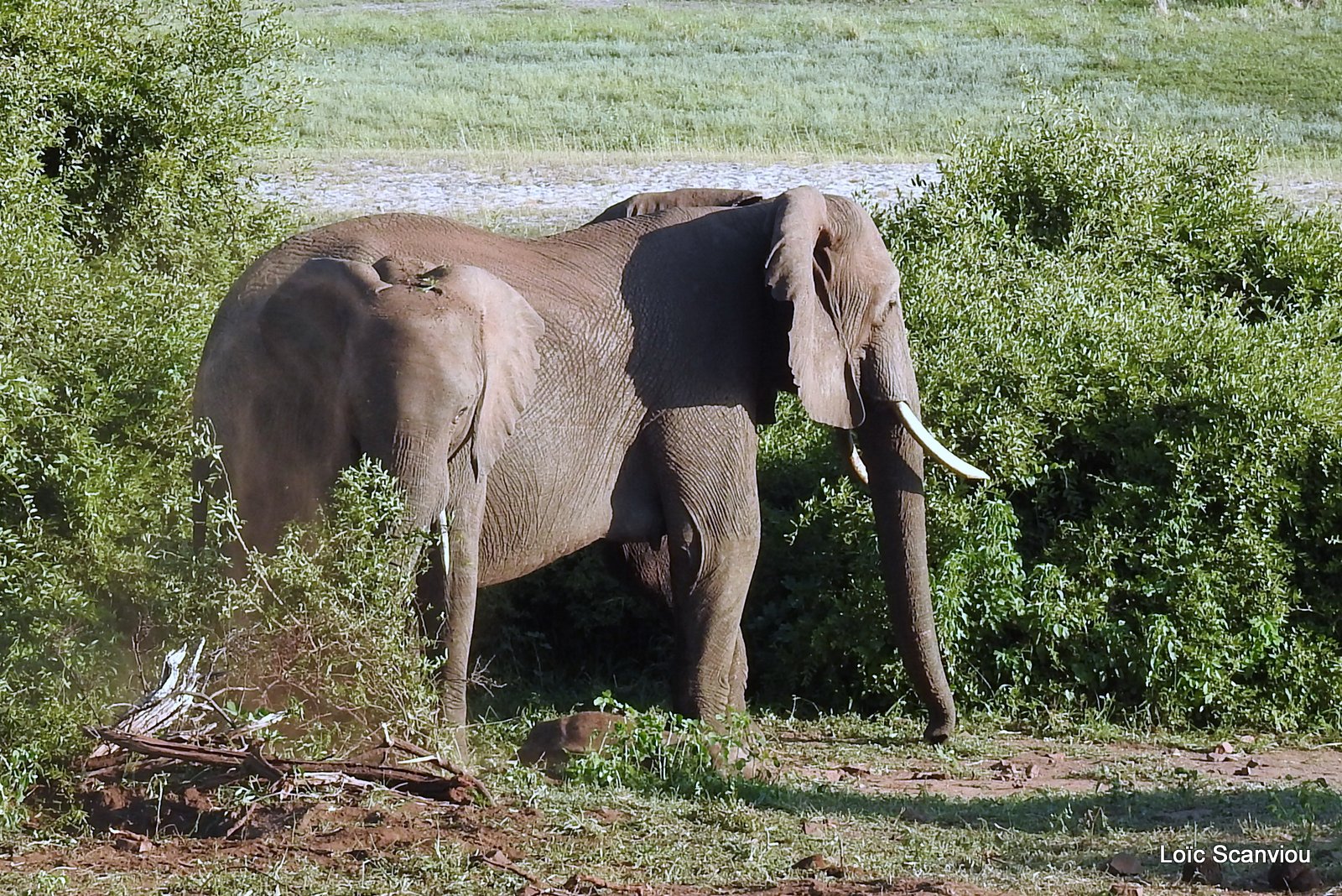 Chobe River Front 2020 (344)