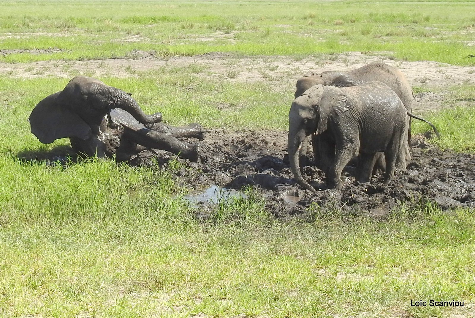 Chobe River Front 2020 (345)