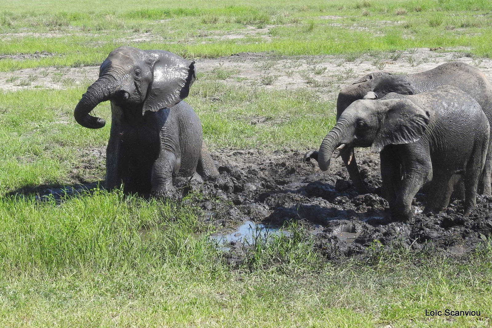 Chobe River Front 2020 (346)
