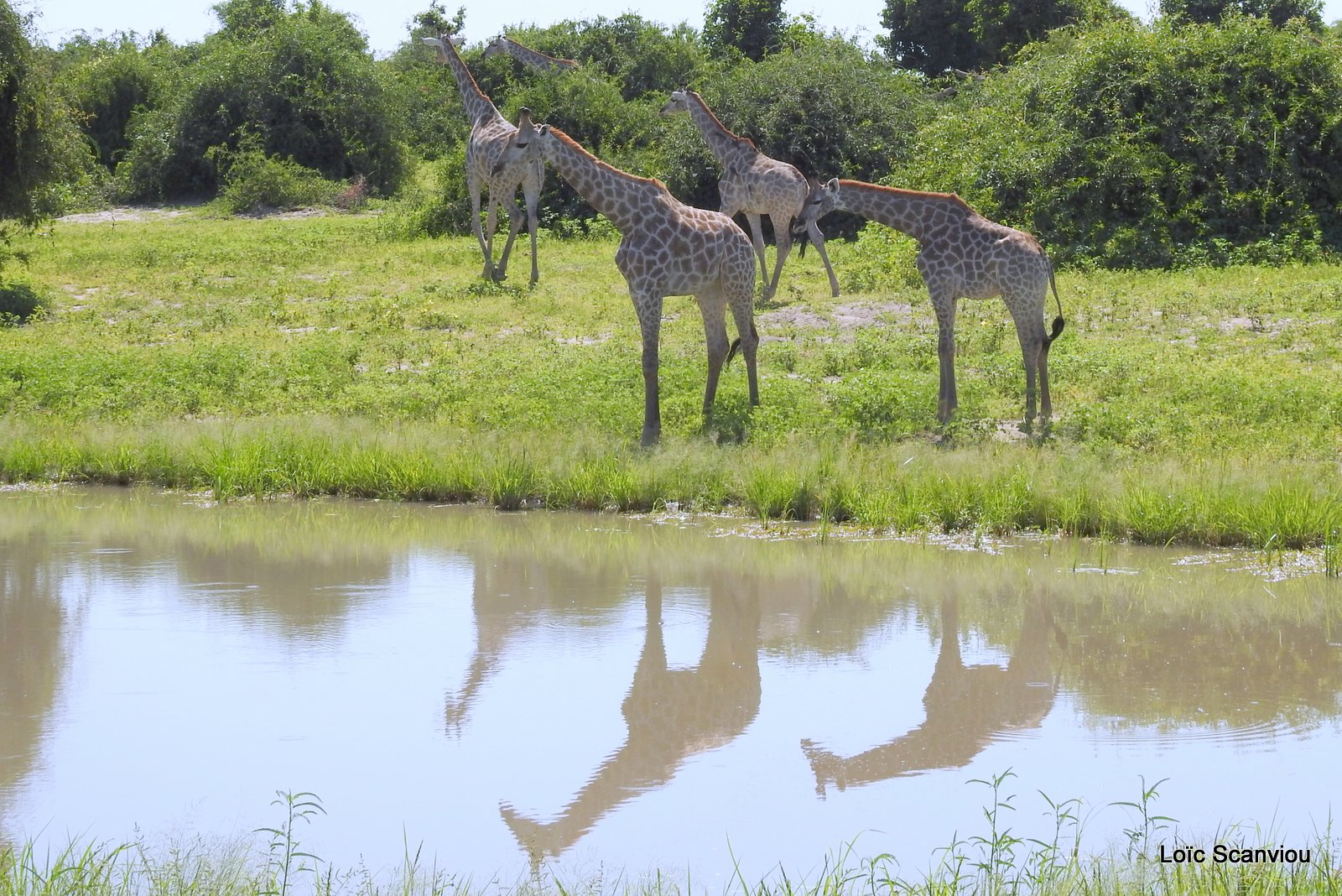 Girafe du Sud/Southern Giraffe (18)