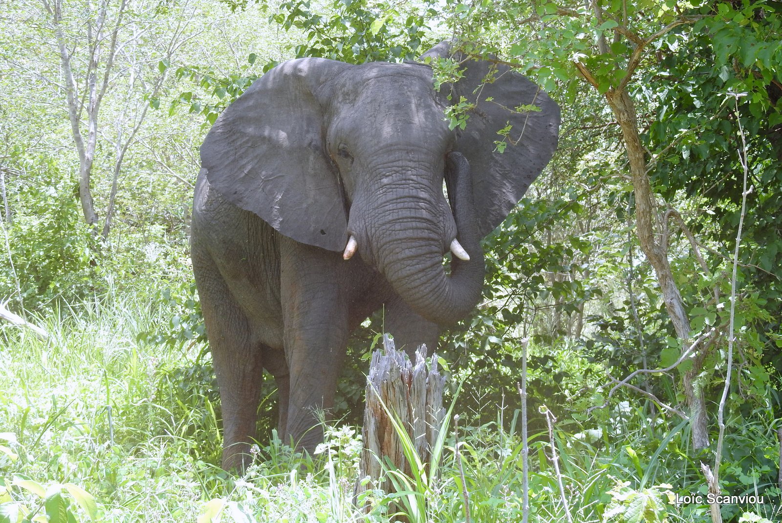 Chobe River Front 2020 (348)
