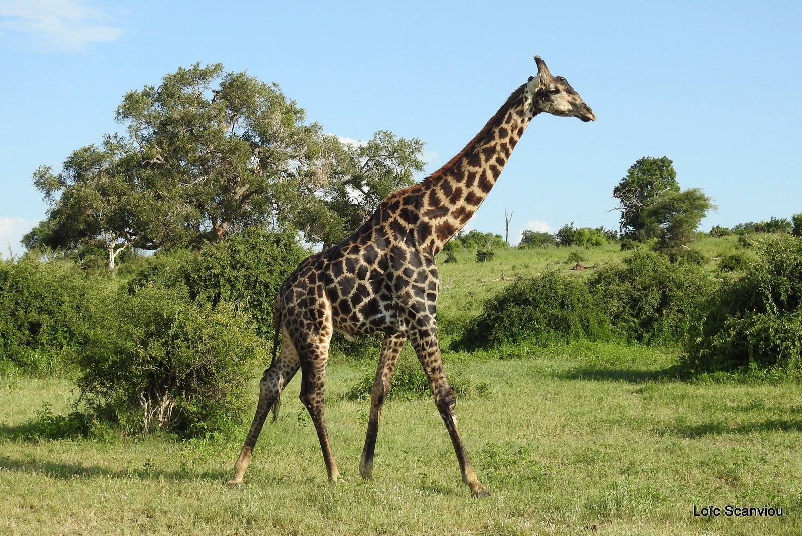 Girafe du Sud/Southern Giraffe (19)