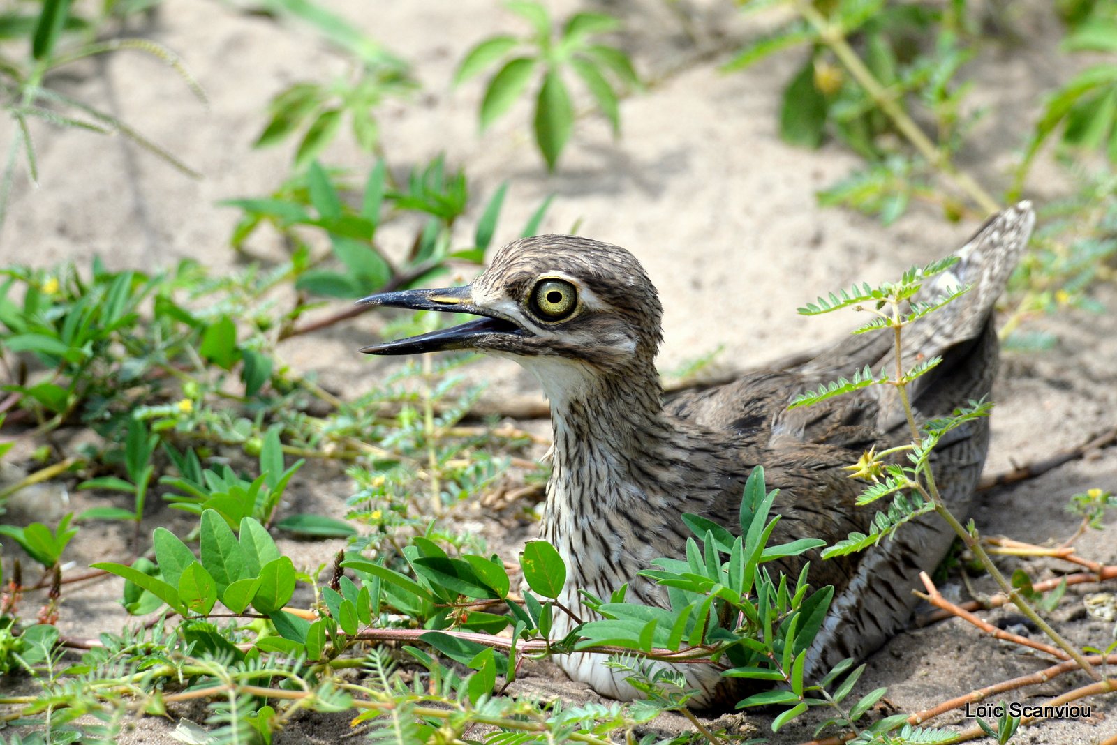 Œdicnème vermiculé/Water Thick-knee (1)