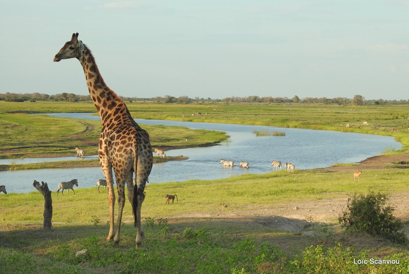 Girafe du Sud/Southern Giraffe (20)