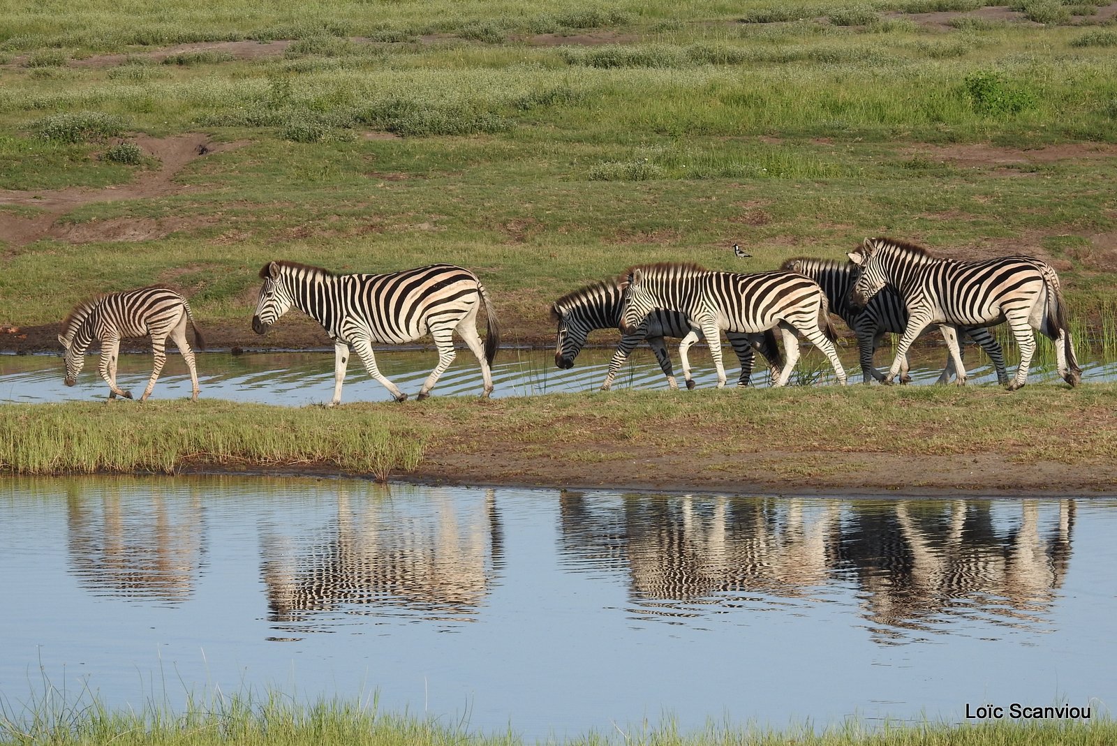 Chobe River Front 2020 (351)