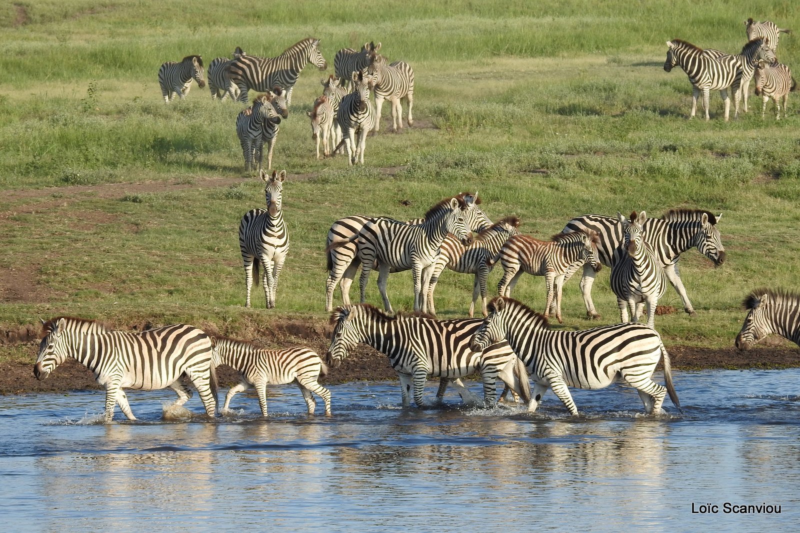 Chobe River Front 2020 (352)