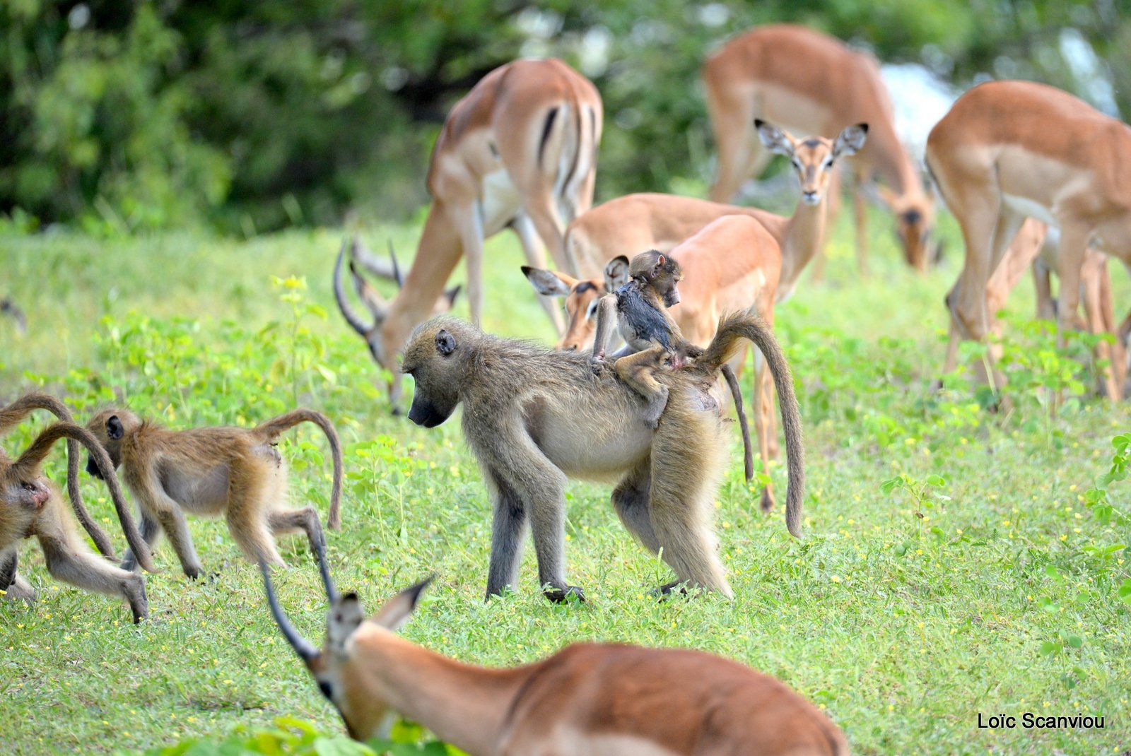 Babouin chacma et impalas/Chacma Baboon and Impalas (1)