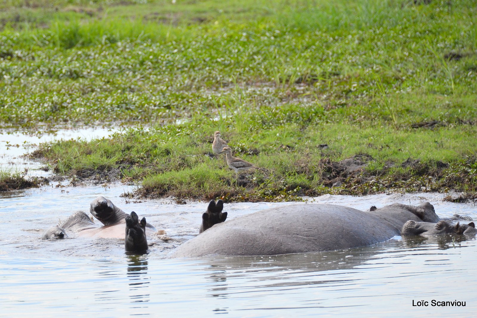 Hippopotame amphibie/Hippopotamus (2)