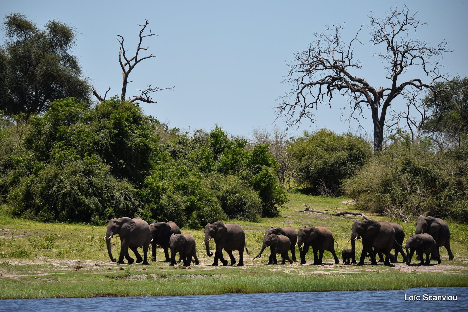 Chobe River Front 2020 (4)