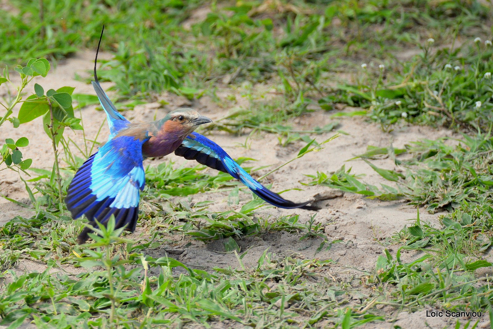 Rollier à longs brins/Lilac-Breasted Roller (1)