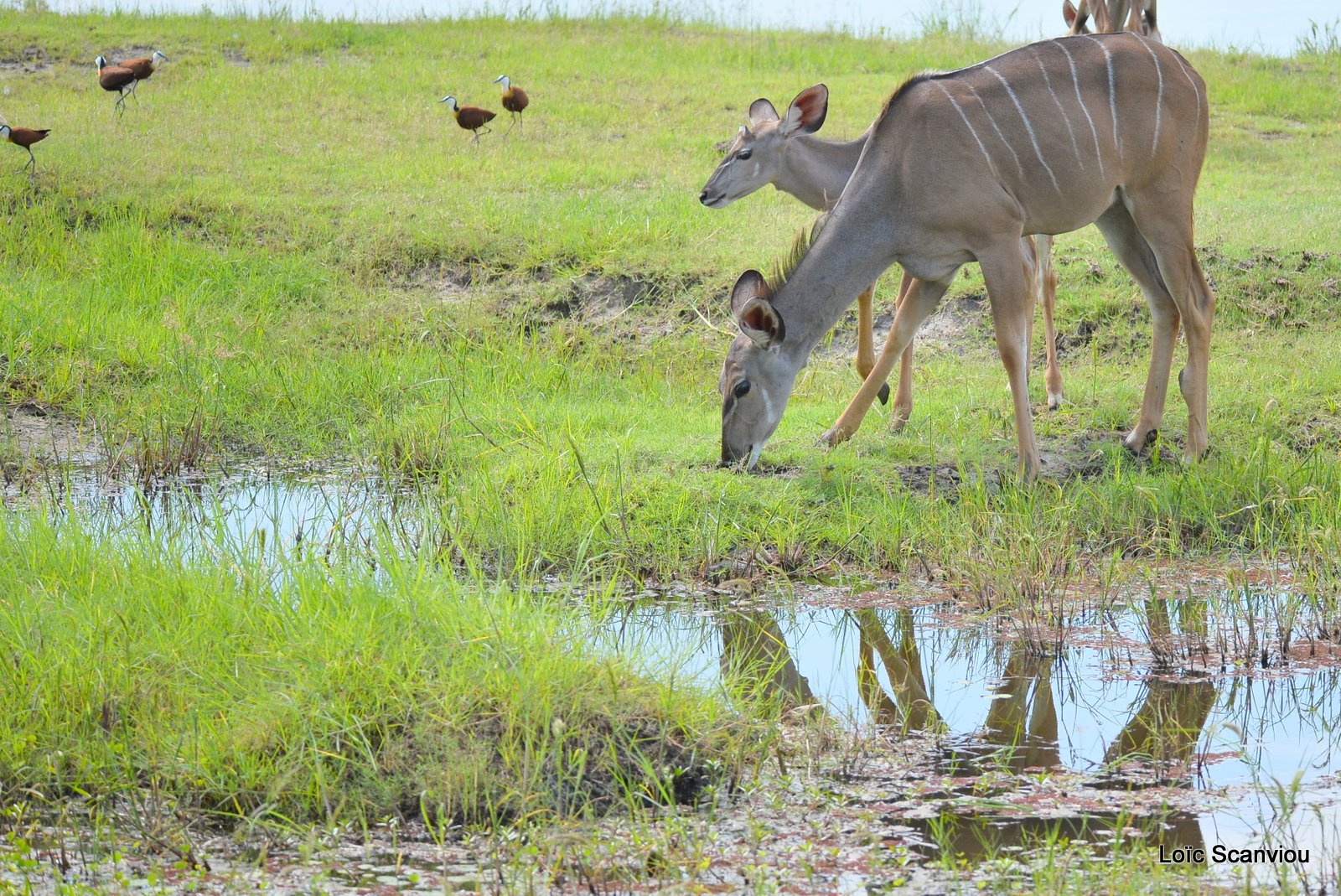 Grand koudou/Greater Kudu (1)