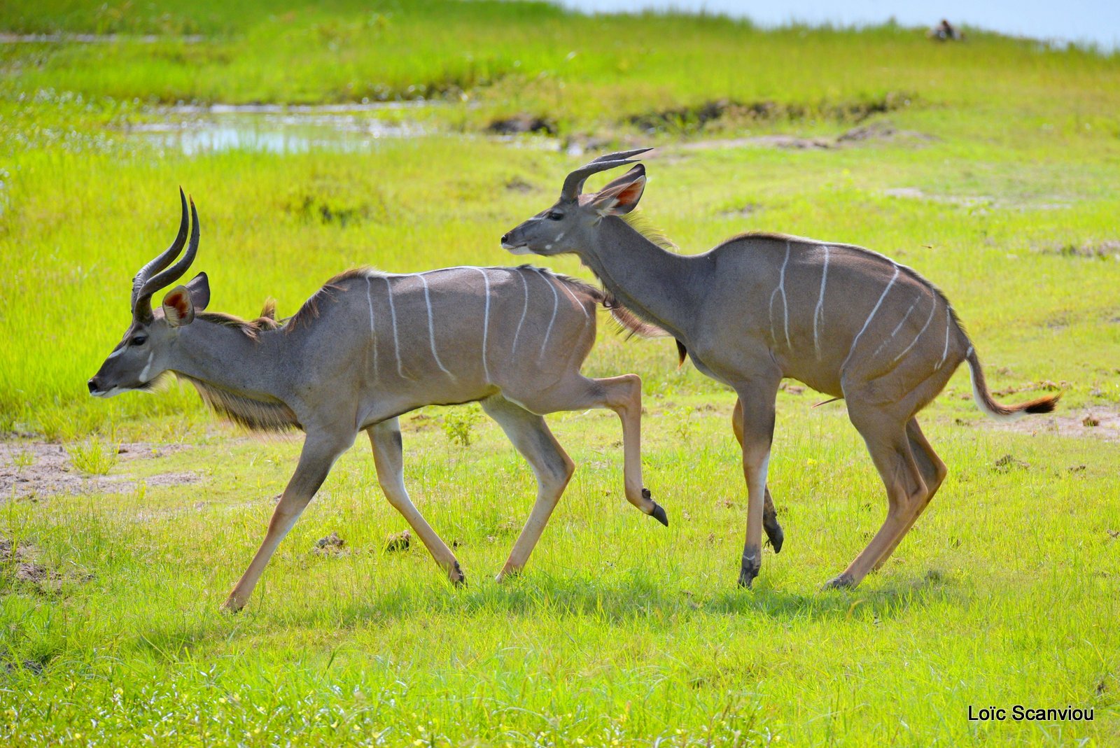 Grand koudou/Greater Kudu (2)