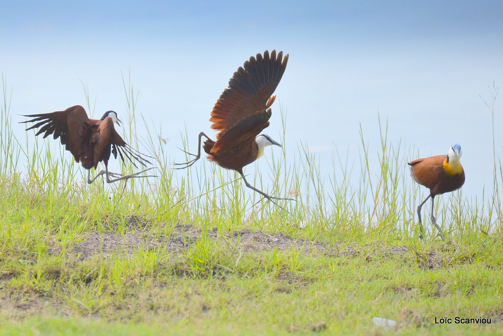 Jacana à poitrine dorée/African Jacana (1)