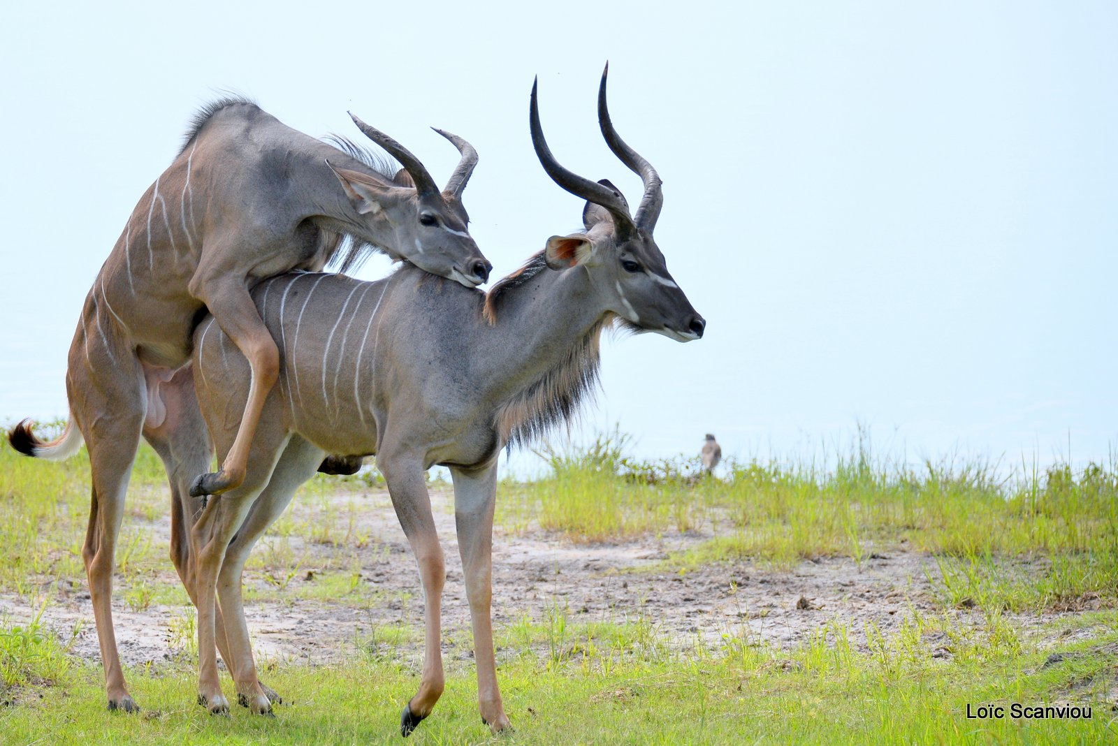 Grand koudou/Greater Kudu (3)