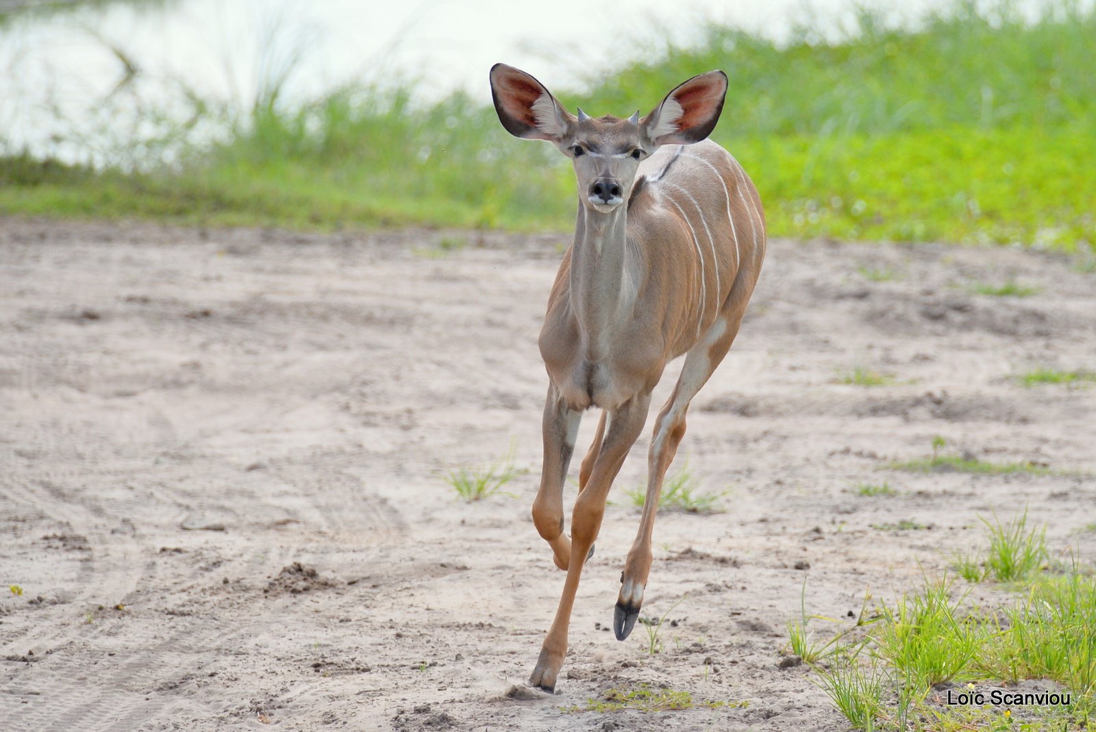 Grand koudou/Greater Kudu (4)