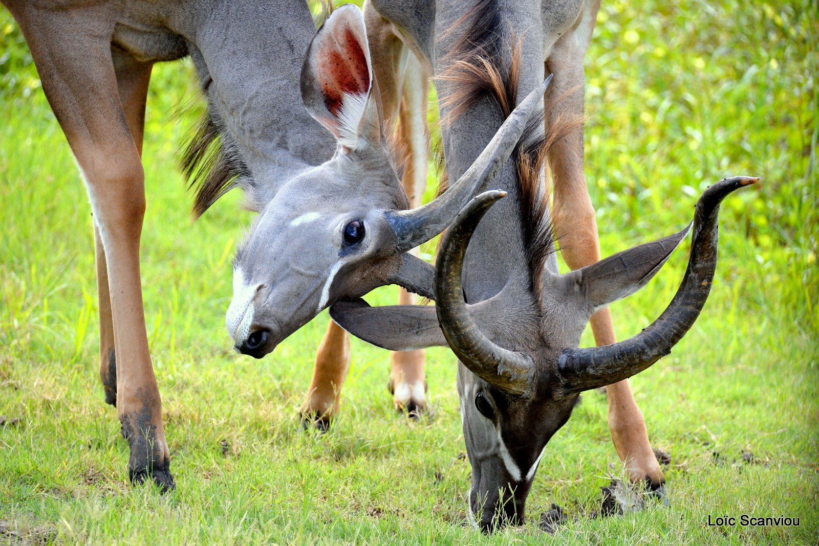 Grand koudou/Greater Kudu (5)