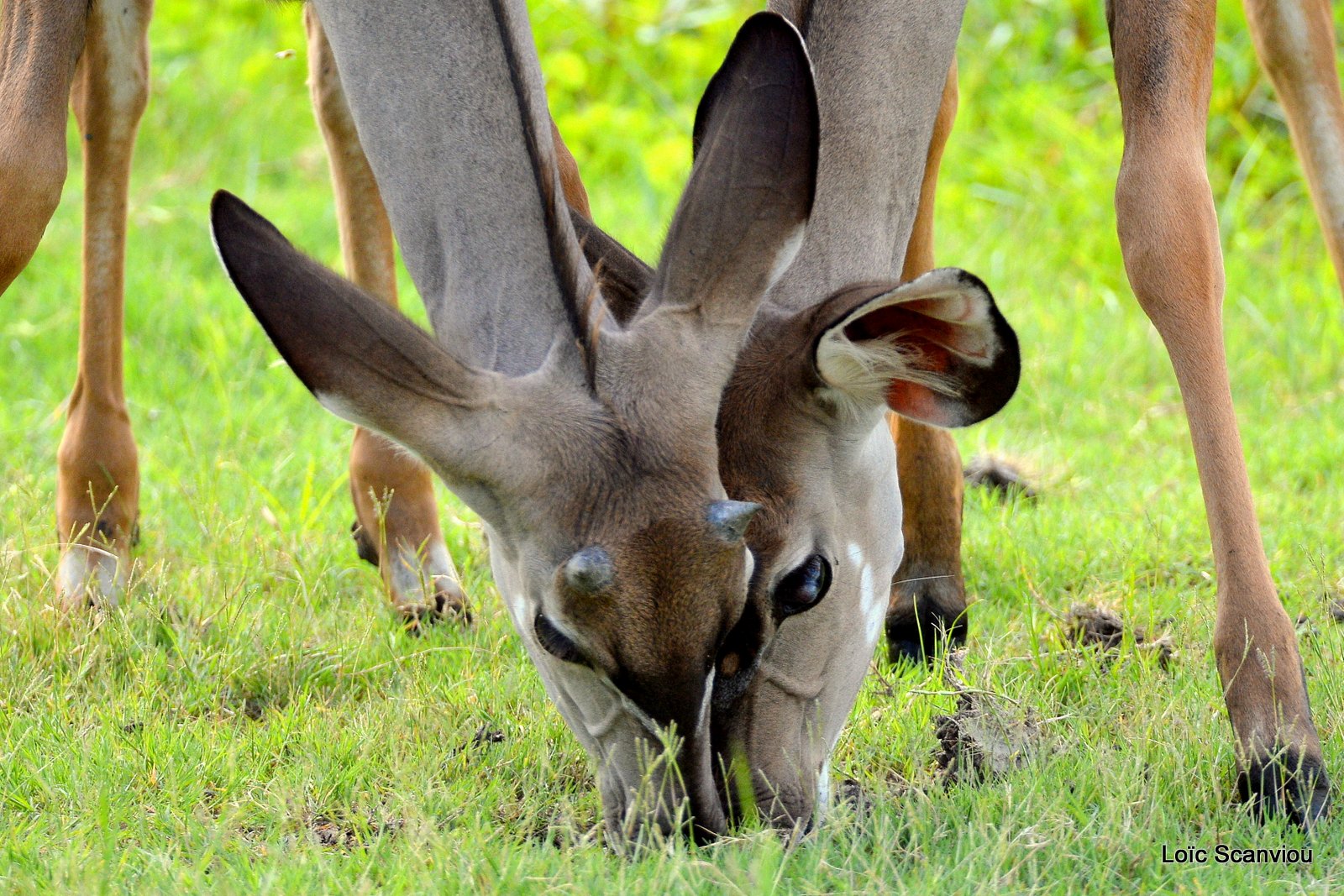 Grand koudou/Greater Kudu (6)