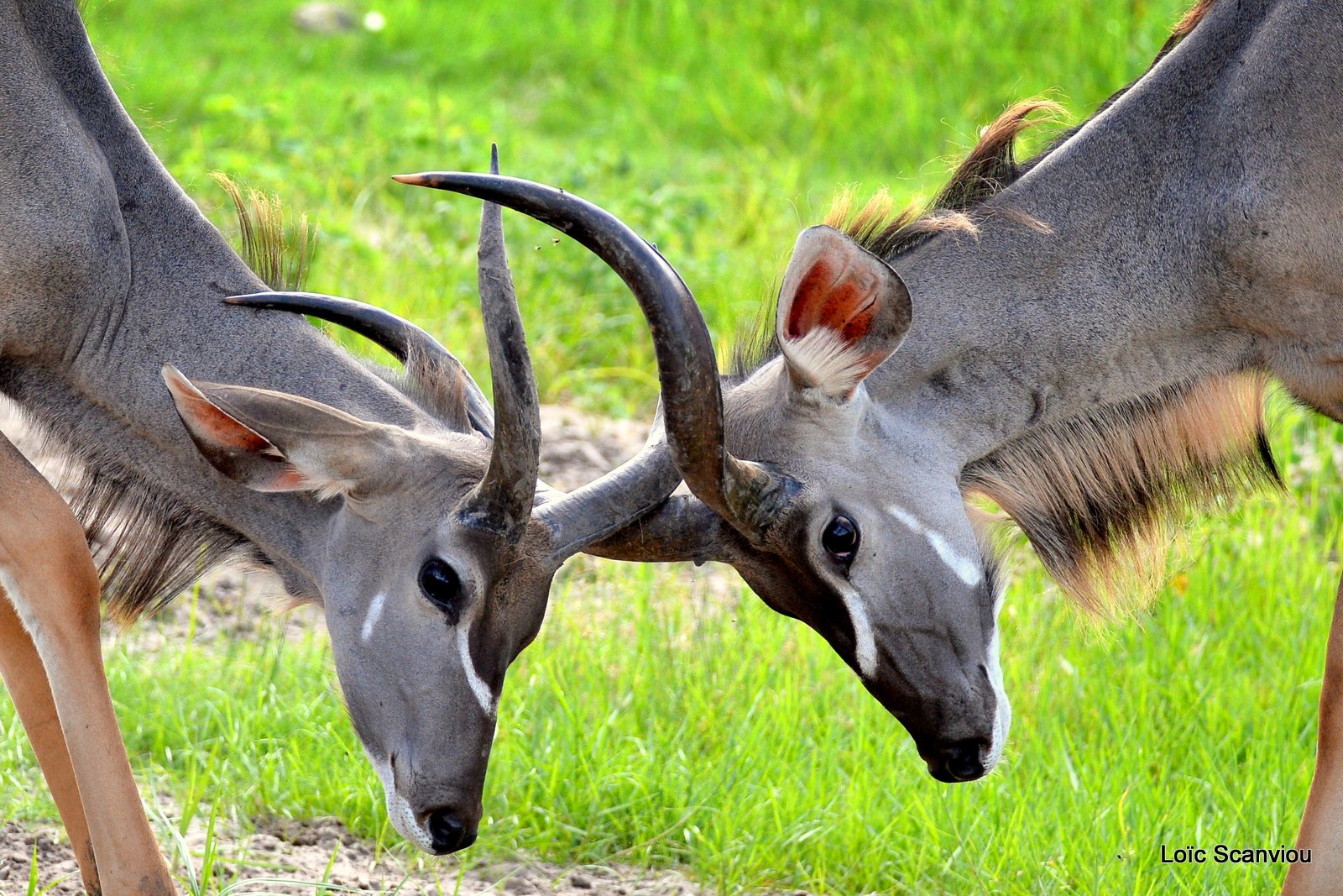 Grand koudou/Greater Kudu (7)