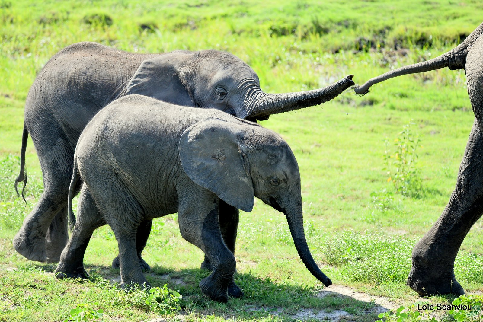 Chobe River Front 2020 (49)