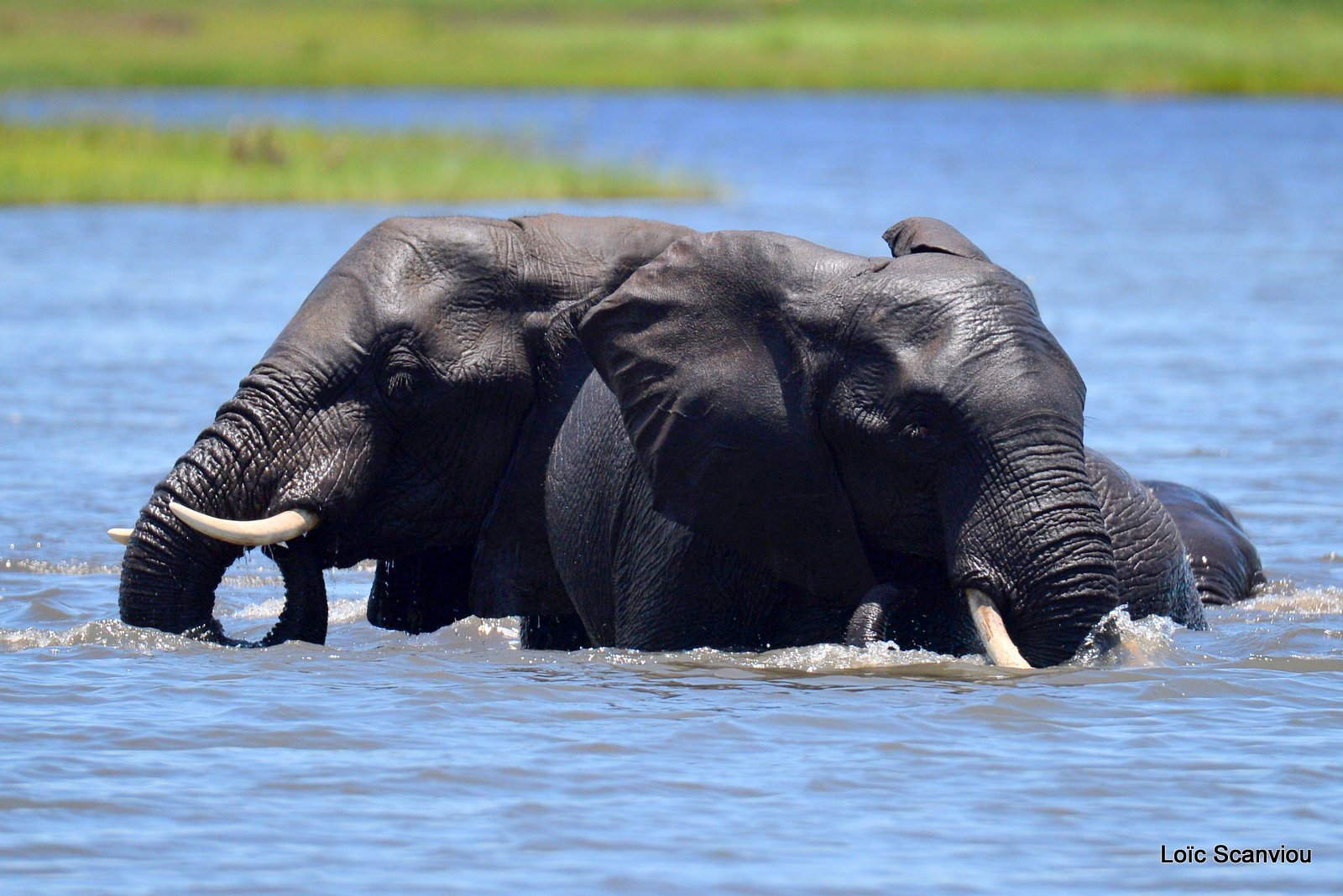 Chobe River Front 2020 (5)