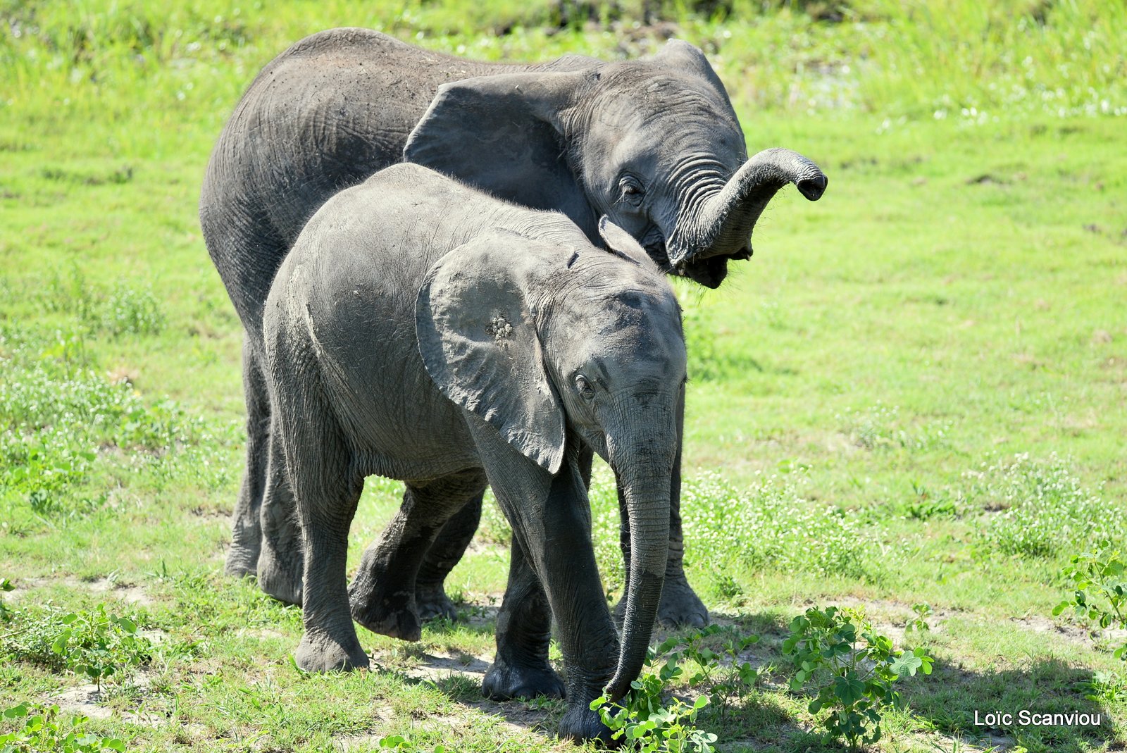 Chobe River Front 2020 (50)