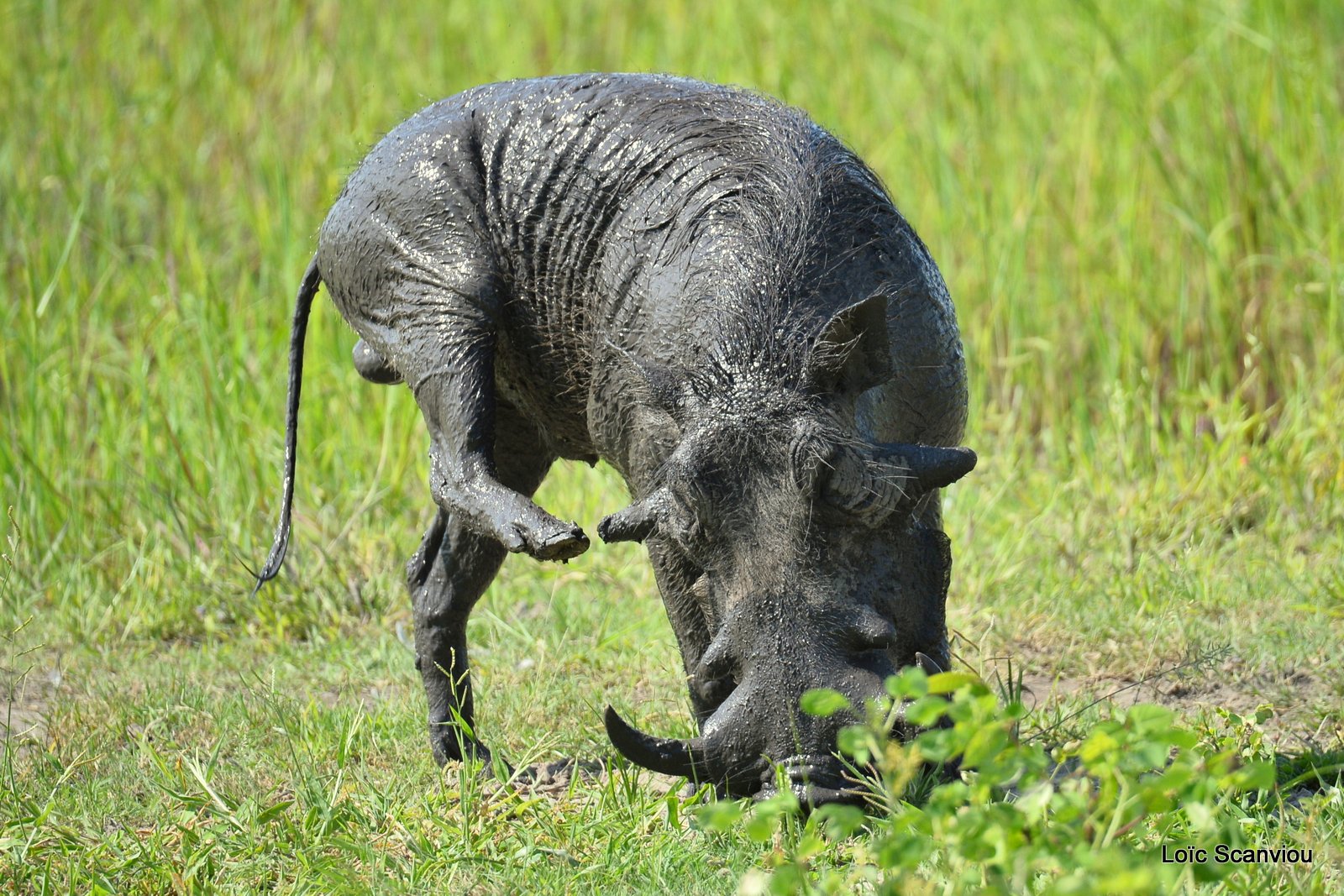 Phacochère/Warthog (1)