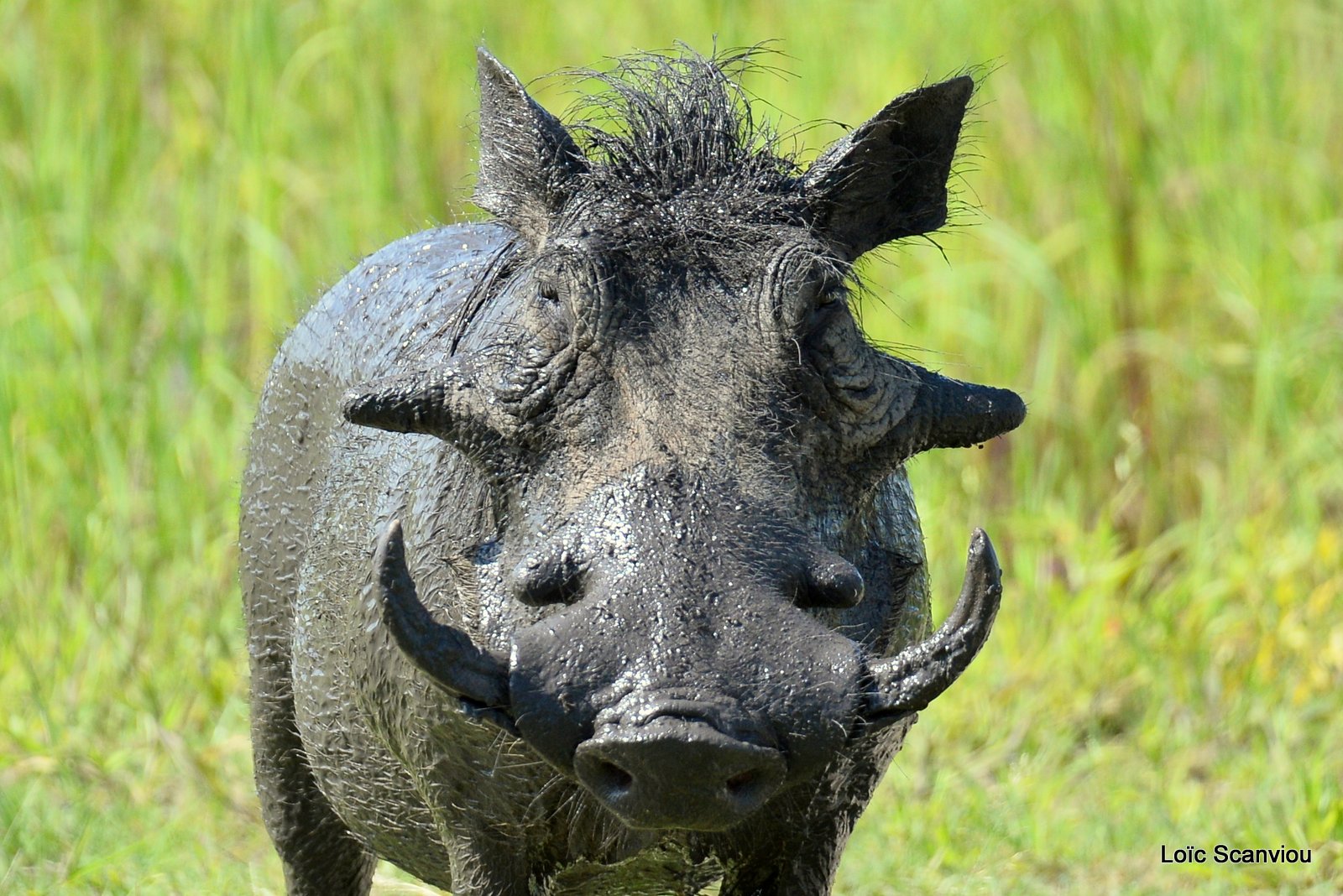Phacochère/Warthog (2)
