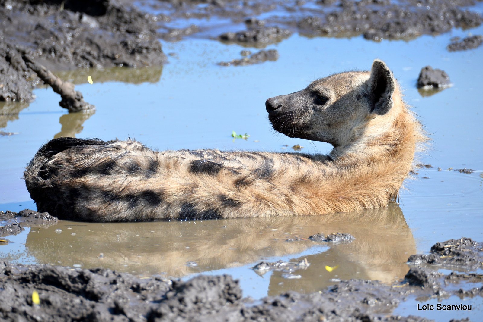 Hyène tachetée/Spotted Hyena (1)