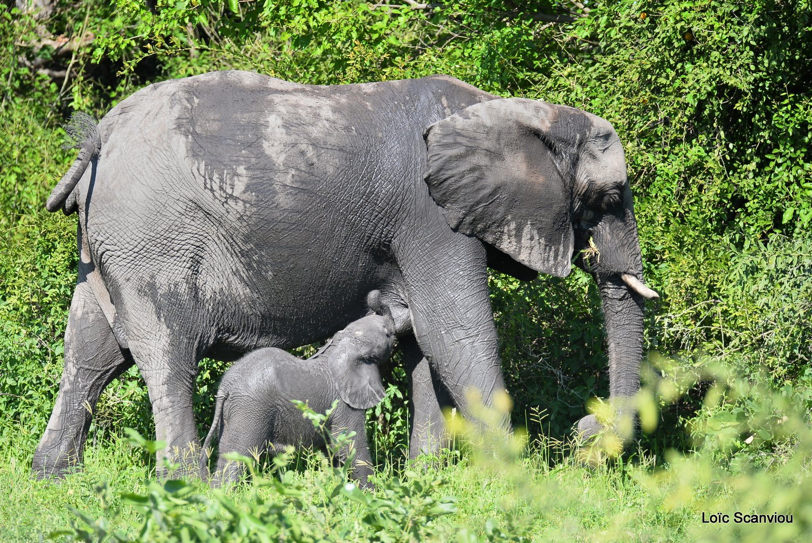 Chobe River Front 2020 (56)