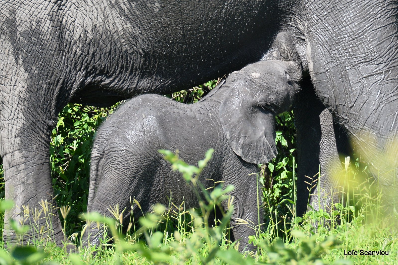Chobe River Front 2020 (57)