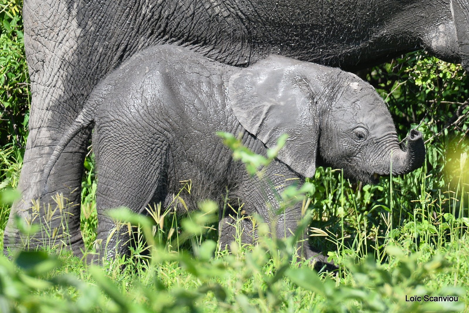 Chobe River Front 2020 (58)